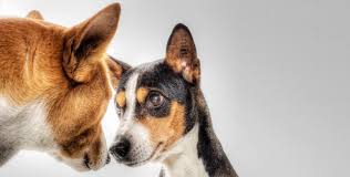 Nordic spitz, norrbottenspitz, pohjanpystykorva, norbottenspets, norbottenspitz. Basenji Rassenportrait