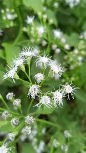 Image result for Vernonia galamensis