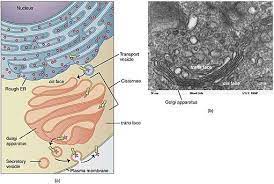 Golgi Apparatus Definition Morphology Protein Transport And Processing Organelles Anatomy And Physiology Plasma Membrane
