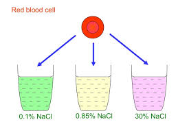A cell is the basic unit of life in all organisms. Chapter 3 2 Hypotonic Hypertonic And Isotonic Solutions