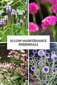 Perennial plants that return each year are the backbone of a beautiful low maintenance landscape. 10 Low Maintenance And Easy Care Perennials Gardenoholic