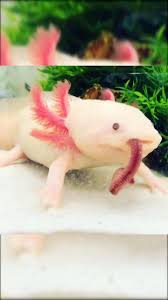 In this video, i'll show you how to build a neat aquarium. Axolotls Are Great Hunters Video In 2021 Axolotl Pet Aquarium Fish Axolotl Cute