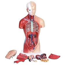 Check spelling or type a new query. Buy Human Body Model For Kids 11 Inch High 15 Parts Detachable Human Torso Anatomy Model Anatomy Models For Nursing Students Online In Indonesia B08jgf6ltk
