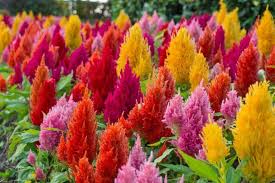 How To Grow Crazy Colorful Celosia Flowers Gardener S Path Annual Plants Celosia Flower Asian Garden