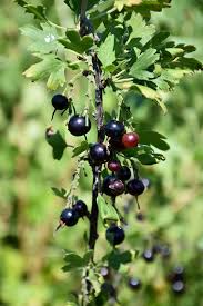 Those dates vary by several weeks throughout the zones. Black Currant Ribes Nigrum In Regina Saskatchewan Sk At Dutch Growers Garden Centre