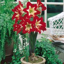 Colorblends bulbs are huge—the size of a very large orange or small grapefruit. Buy Top Quality Indoor Bulbs Online J Parkers