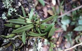 Image result for Polystachya undulata