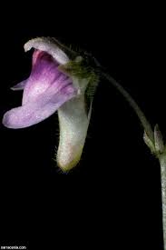 Image result for Genlisea africana