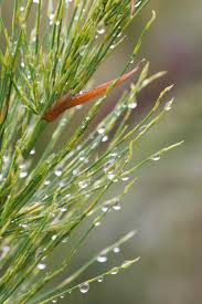 Image result for Restionaceae