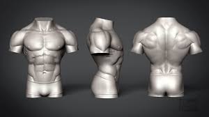 The bones of the chest and their joints also support the upper body's weight. Male Torso Anatomy Study Zbrushcentral