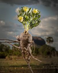 Image result for Stylochaeton borumensis