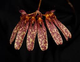 Image result for Bulbophyllum longiflorum