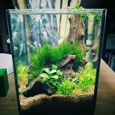 Pin On Planted Aquarium
