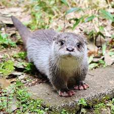 Otter Baby Otters Cute Cute Animals Animals