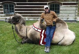 Joe camel, born in europe in 1974 to british artist nicholas price, was first introduced to the american market in 1988 for the 75th anniversary. Bactrian Buddies Kalispell Man Would Walk A Mile For A Camel Local News Missoulian Com