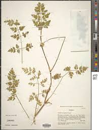 Image result for Daucus incognitus