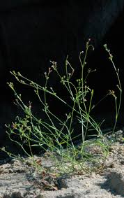 Image result for Kohautia microflora