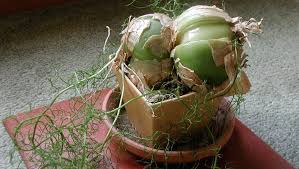 Image result for Bowiea volubilis