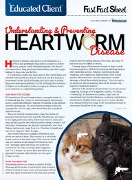 Cats can also get heartworms after being bitten by an infected mosquito, although they are not as susceptible to infection as dogs. The Educated Client Understanding And Preventing Heartworm Disease