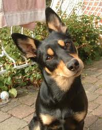Black And Tan Kelpie Lab Mix Australian Kelpie Ishigo Fotos Australian Kelpie Dog Dog Breeds Dog Breeds Medium