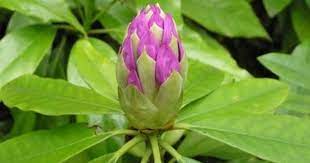 Just now, i also have pieces of my 'chicago hardy' fig standing in water, as i had to cut the tree back before covering it for the winter. How To Propagate Rhododendron Cuttings Hunker Rhododendron Plant Azalea Plant Plants