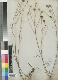 Image result for Tolpis capensis