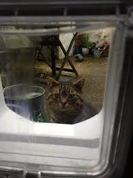 Microchip cat door also available. Yesterday We Got A Microchip Cat Flap To Keep Out An Unwelcome Guest When He Attempted To Get In This Morning His Face Broke My Heart Cats