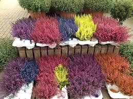 We did not find results for: Veresk Obyknovennyj Calluna Vulgaris Opisanie Vyrashivanie Foto