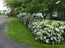 Order online for delivery or click & collect at your nearest bunnings. Choisya Ternata Mexican Orange Blossom Hedges Landscaping Garden Hedges Hedges