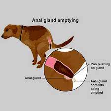 Blocked Anal Glands In Dogs Pdsa