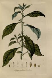 Image result for Struchium