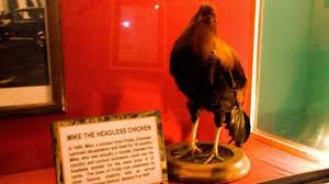 Meski Telah Dipotong Kepalanya Ayam Ini Masih Bisa Hidup 18 Bulan Tribun Jogja