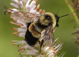We're always looking for ways to protect you and your home, including incorporating earthquake and spread the word. Endangered Rusty Patched Bumble Bee Habitat Not Designated As Critical Enviroscience