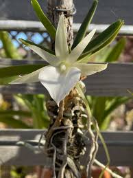 Image result for Diaphananthe sp.no.1. (Ball 657)