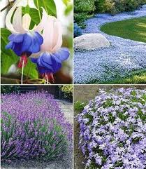 Pin Auf Garten Lavendel