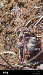 Image result for Ledebouria luteola