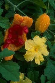 Image result for Momordica parvifolia