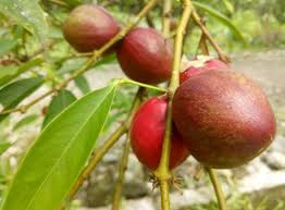 Pohon mahkota dewa (phaleria macrocarpa) atau dalam bahasa melayu pohon simalakama, yang buahnya juga di sebut buah simalakama. Khasiat Buah Mahkota Dewa Untuk Lelaki Apa Bagaimana