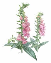 Image result for Eriolaena rulkensii