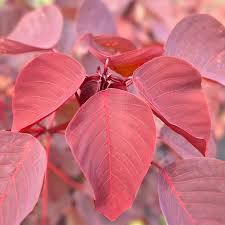 Image result for Euphorbia cotinifolia