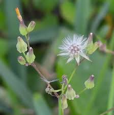 Image result for Youngia japonica