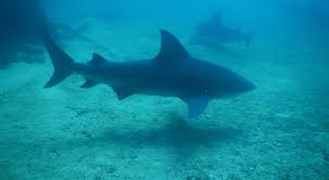 It is territorial so if you mistakenly step into its territory, you're dead meat. Bull Shark