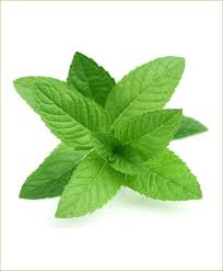 See more ideas about peppermint plants, plants, peppermint. Mint Pudina Spearmint Potted Plant Mentha Spicata