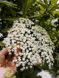 Maybe you would like to learn more about one of these? Sciroppo Di Sambuco Associazione Il Faggio Sul Lago