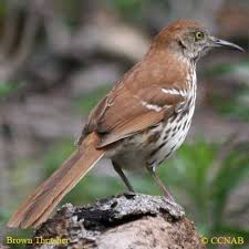 Identification Birds Of North Georgia Thrashers Mimidae Birds Of North America North American Birds Brown Thrasher Thrasher Birds