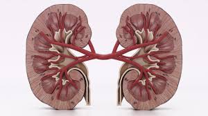 Serious trauma (very bad injury) in the kidney may also cause permanent damage. 3 Types Of Renal Cell Carcinoma What You Need To Know