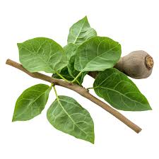 Image result for Tinospora