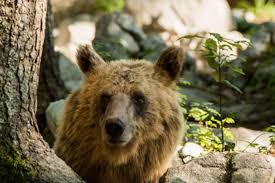 22 july 2021 *** entry to the united states: Slovenie Terre Des Ours Sur Ushuaia Tv Une Paisible Cohabitation Avec L Homme