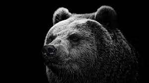 We did not find results for: Grizzly Wallpapers Wallpaper Cave