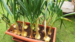 Cómo cultivar tus cebollas sin semilla y en maceta